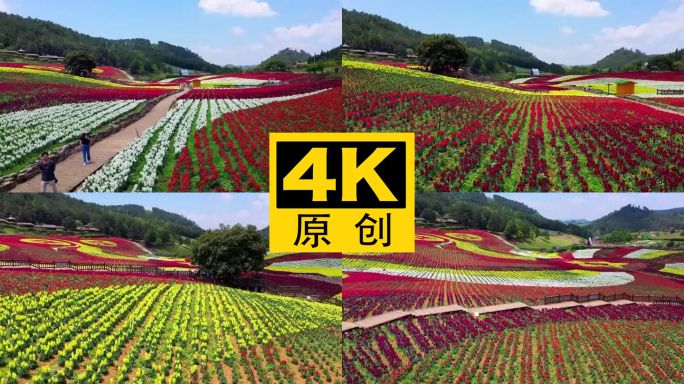 4K 田园花海花卉种植旅游观光5