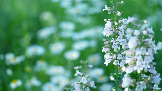 夏日阳光植物野外自然环境公园