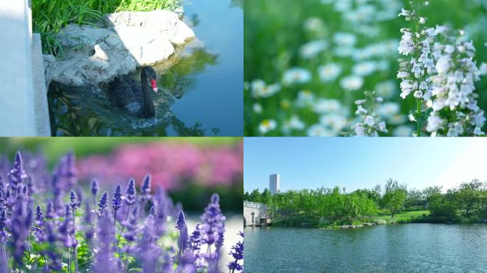 夏日阳光植物野外自然环境公园