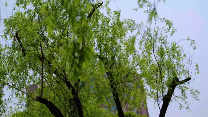 春天秋天公园柳树柳叶飘扬大自然风景视频素