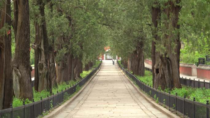 北京植物园内寺庙前景点游览胜地古树木夹道