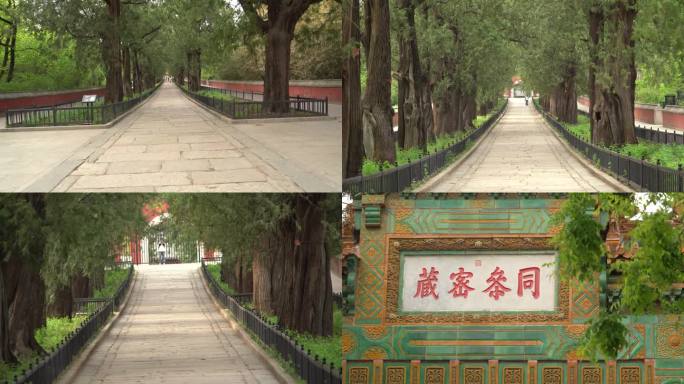 北京植物园内寺庙前景点游览胜地古树木夹道