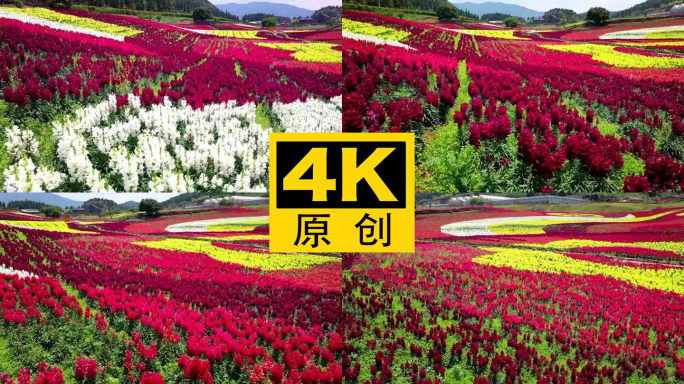 4K 田园花海花卉种植旅游观光9