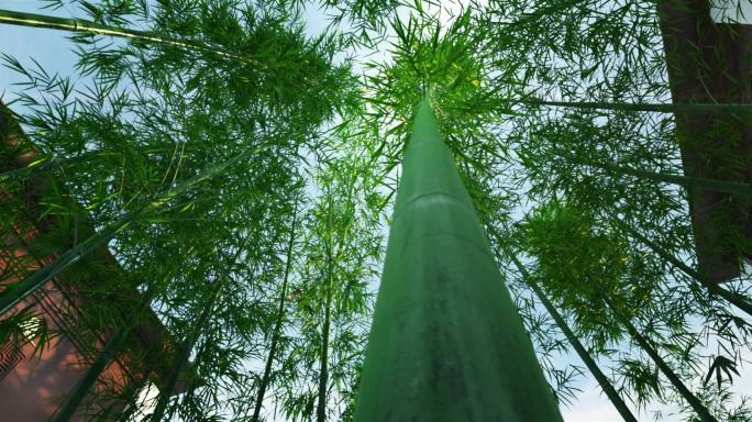 唯美竹林意境景观三维动画