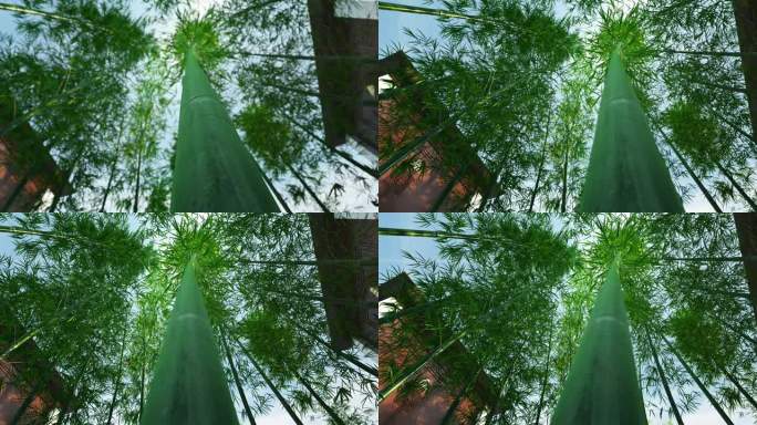 唯美竹林意境景观三维动画
