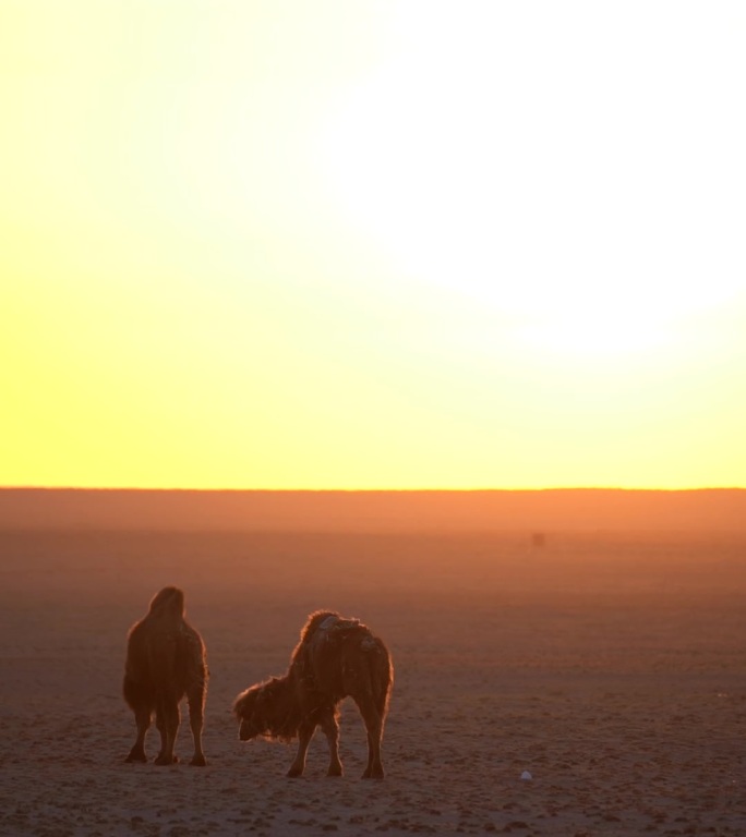 草原日出的骆驼发着金光