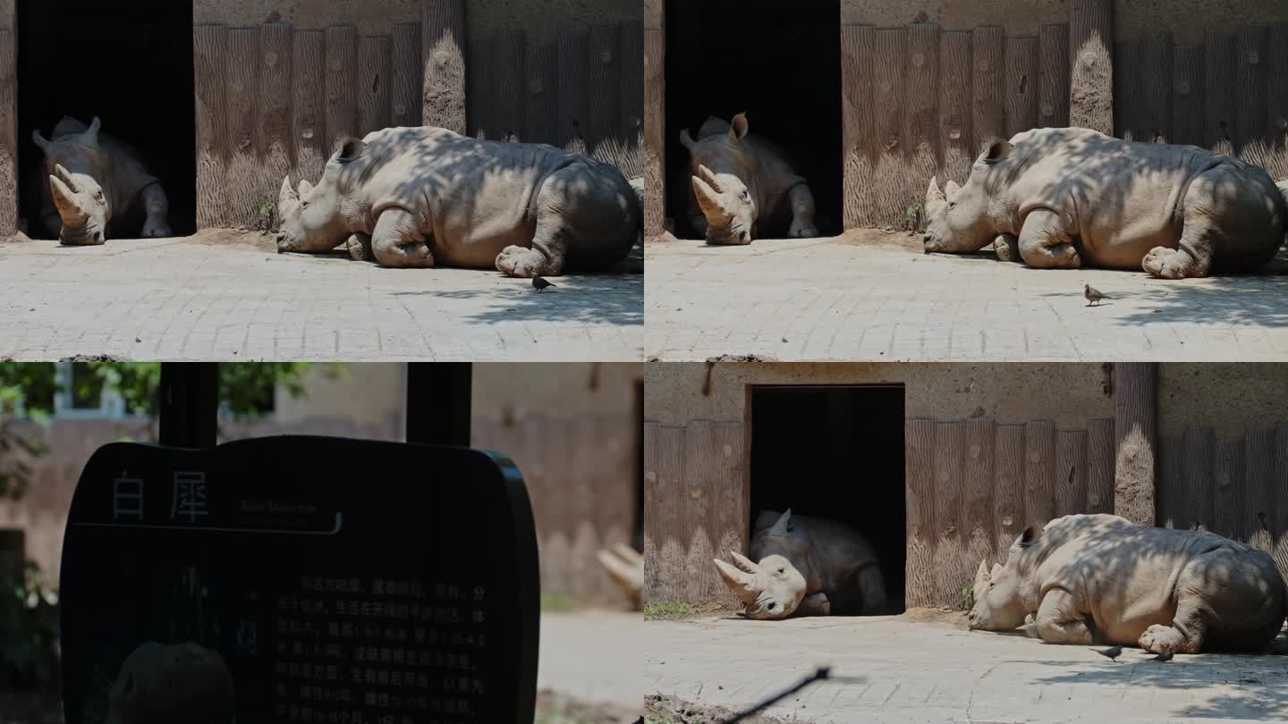 犀牛动物视频素材