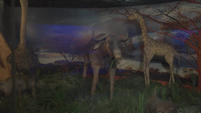 角马标本非洲动物