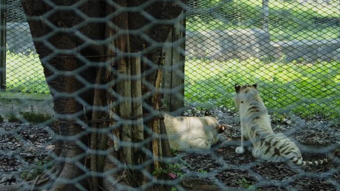 动物园里的白老虎