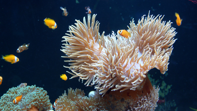 海洋世界 珊瑚 海葵
