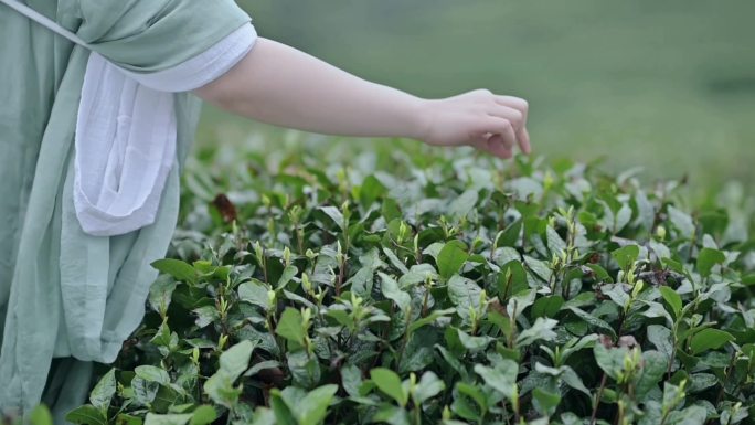 汉服女生唯美西湖龙井茶园实景采摘