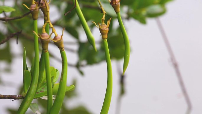 l1湿地植物特征