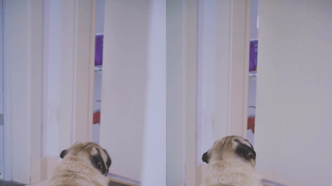 可爱 巴哥犬 卖萌 竖版视频 宠物