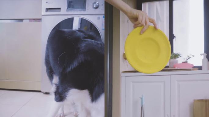 竖版视频家庭宠物狗玩飞盘吃狗粮