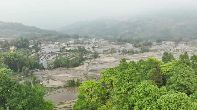 航拍云雾缭绕元阳梯田景区