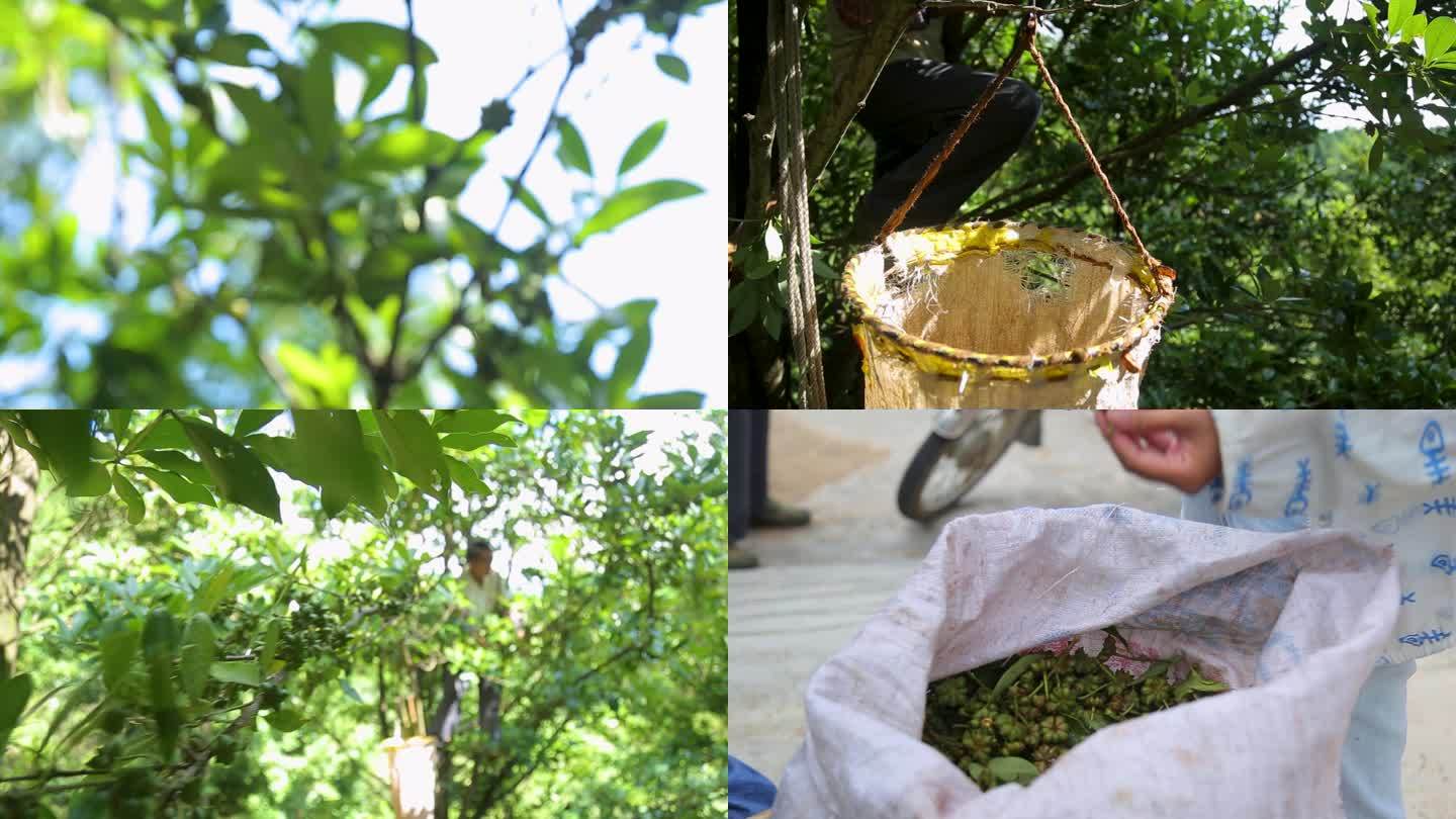 八角树摘八角手捧八角