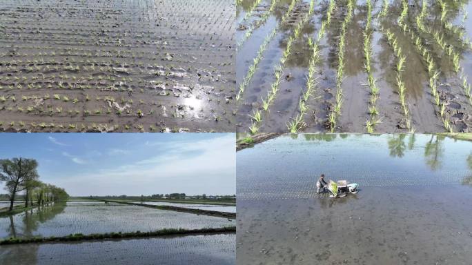 航拍水稻梯田种植插秧大米生产过程视频素材