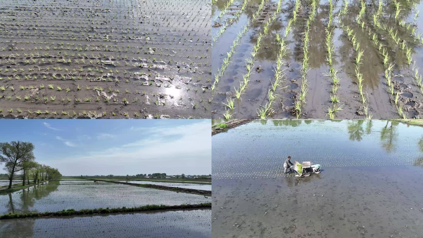 航拍水稻梯田种植插秧大米生产过程视频素材