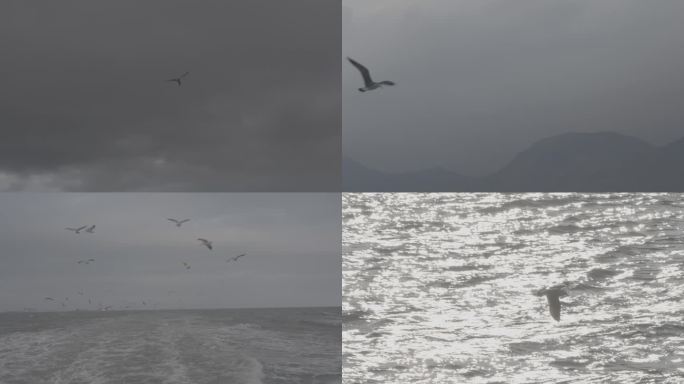 海鸥海上暴风雨/船尾成群/海鸥水中嬉戏