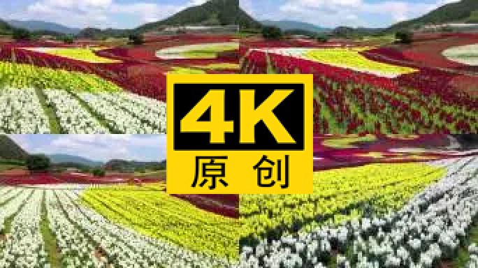 4K 田园花海花卉种植旅游观光21