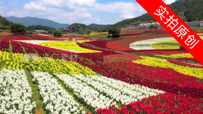 4K 田园花海花卉种植旅游观光21