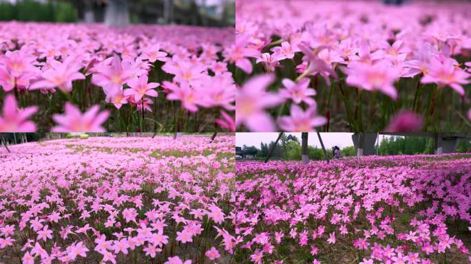 白鹭湾湿地公园风雨兰韭莲花开