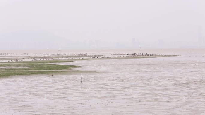 l1香港湿地公园滩涂鸟类鸟群1