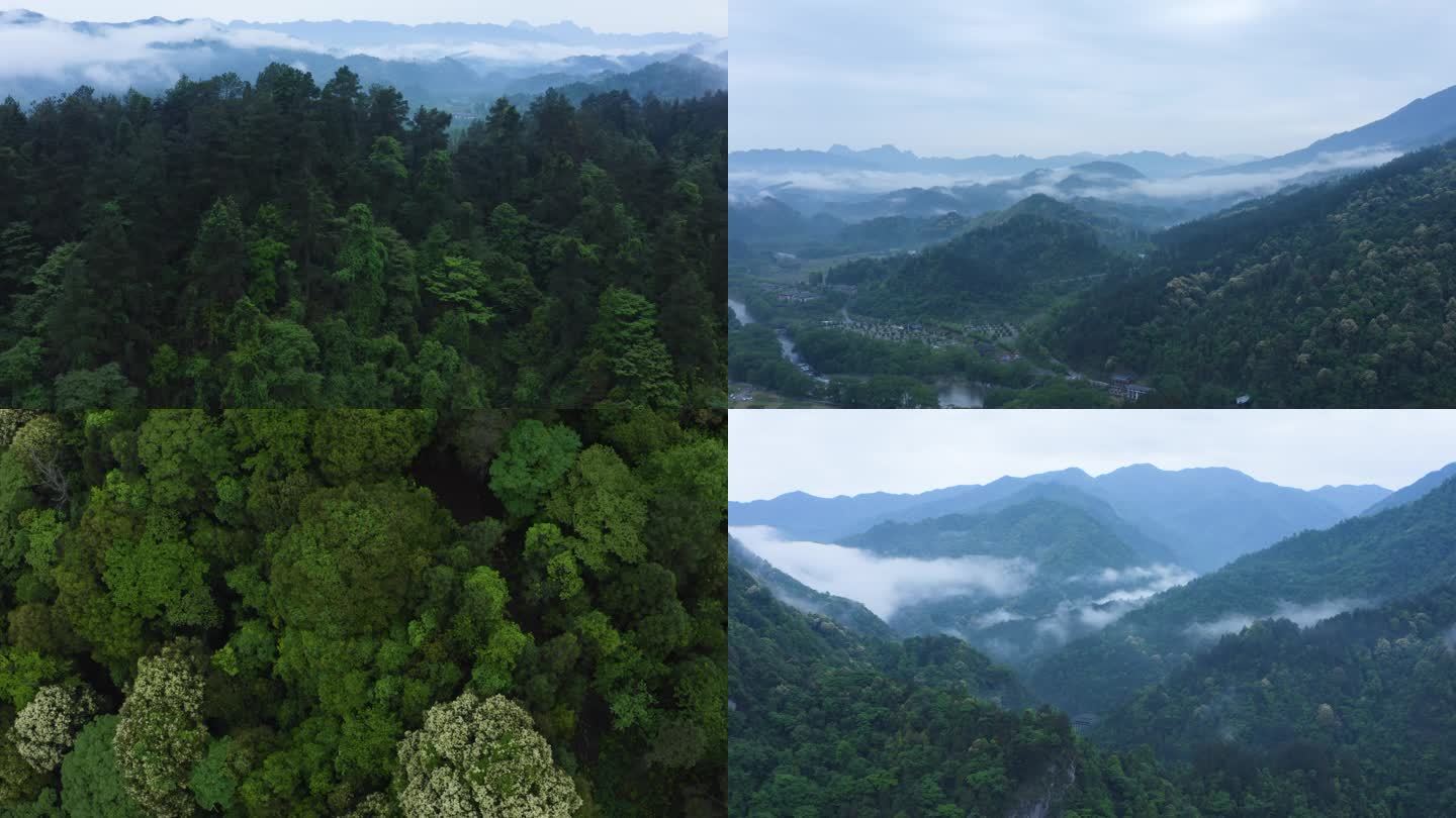森林光影云雾天然氧吧清晨山间云雾自然生态