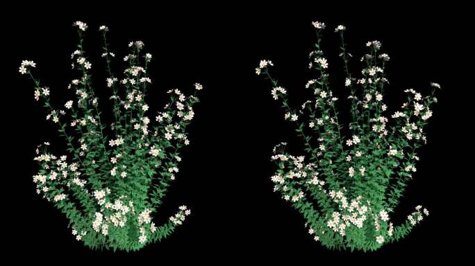3D小白花生长动画-带透明通道