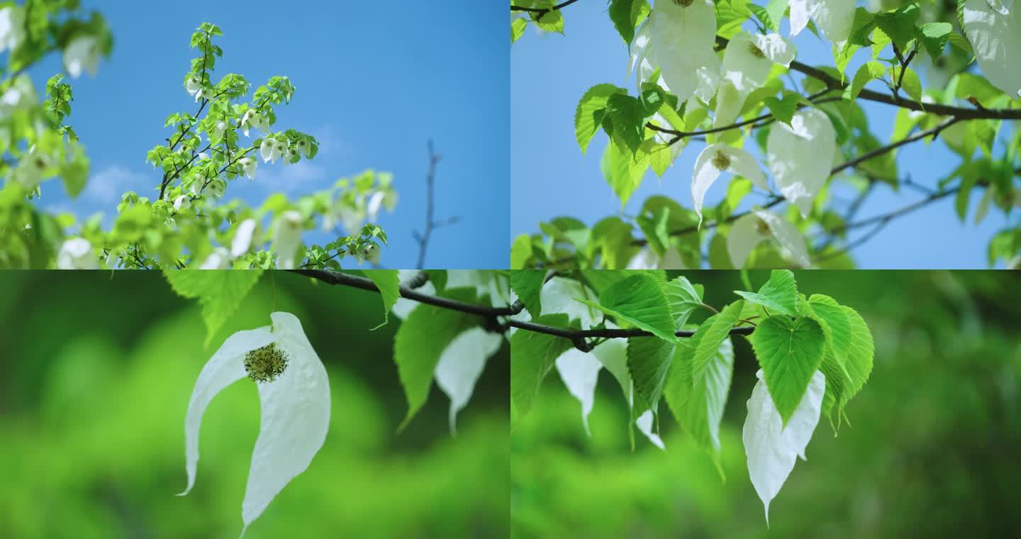 珙桐 鸽子花 多组4K
