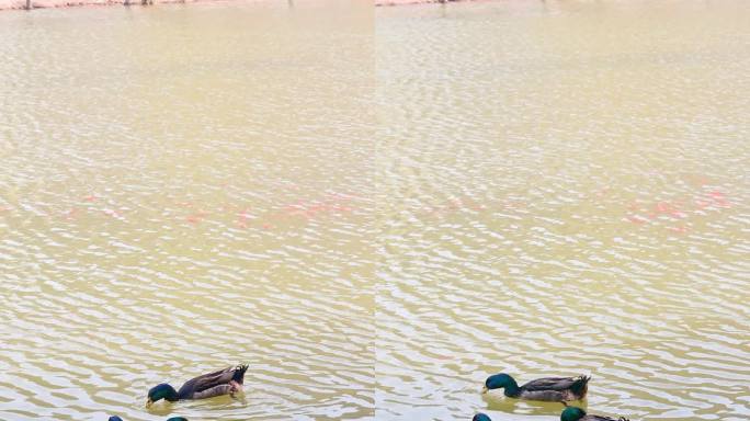 实拍4K湖中嬉戏觅食的野鸭