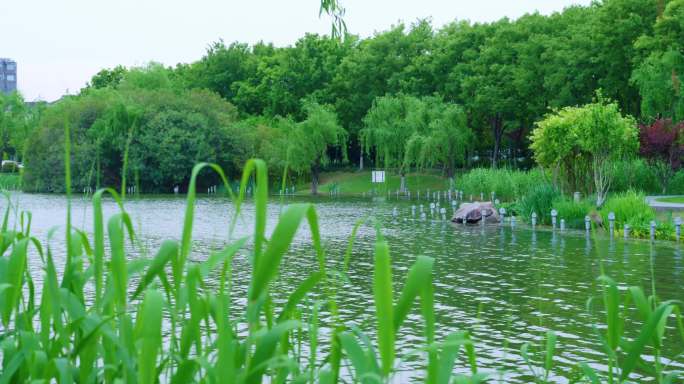 上海青浦夏阳湖