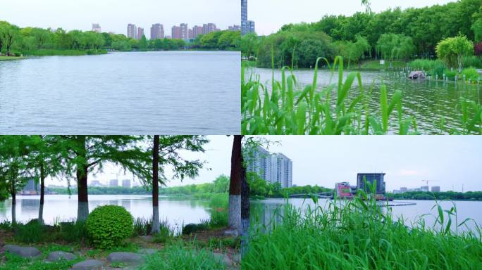 上海青浦夏阳湖