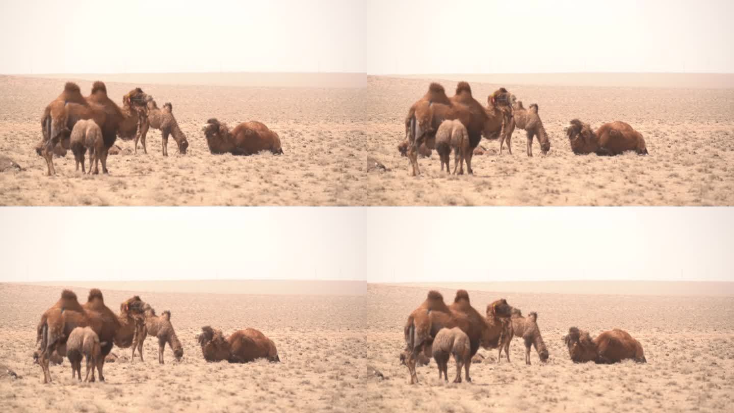 沙漠中的骆驼群