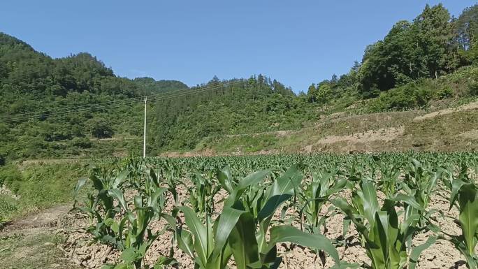 农村  土地  庄稼  玉米