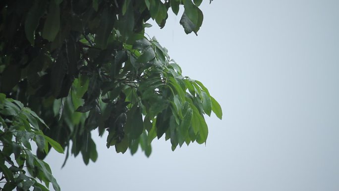 雨水打在树叶上