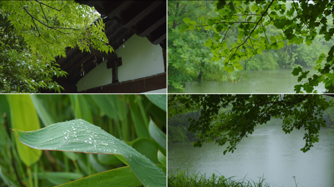 自然夏季下雨天 荷叶植物