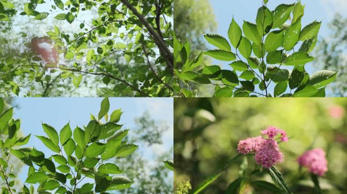 花草 树木  4K视频素材  立夏