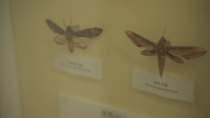 昆虫标本雀纹天蛾