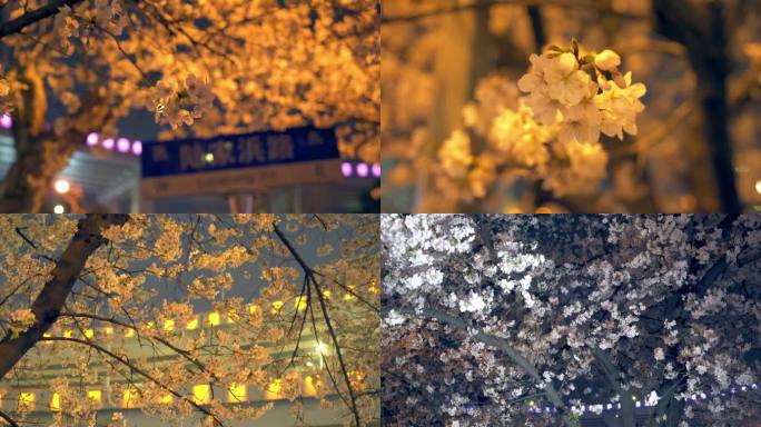 上海南浦大桥樱花