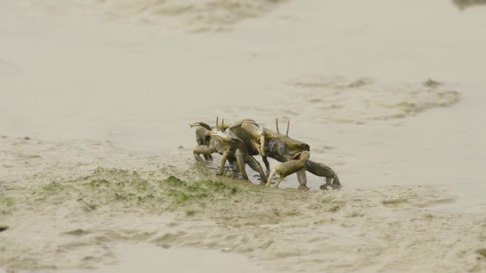l1湿地滩涂螃蟹并排行走