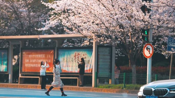 【原创实拍】傍晚夕阳樱花树下的路口