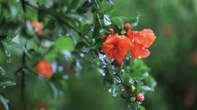 4k雨中的石榴花