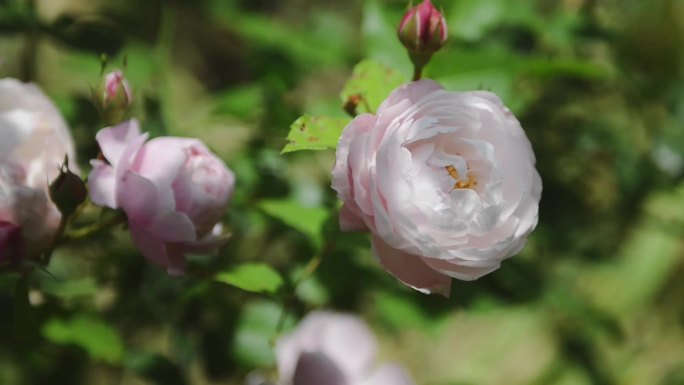 原创 微风光影花影绰绰 视频空镜素材