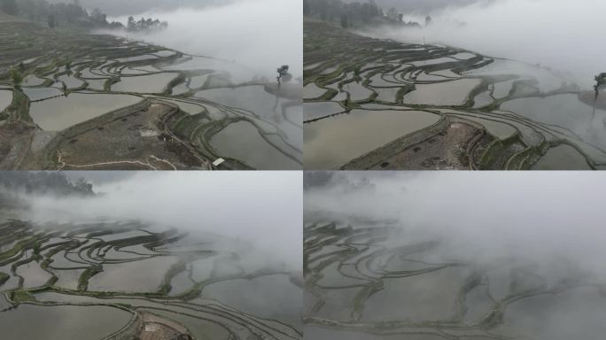 航拍元阳哈尼梯田云海