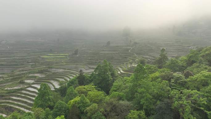 航拍元阳哈尼梯田云海