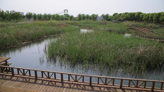 湿地公园空镜