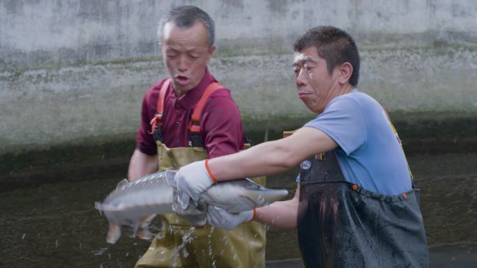 捕鱼水产养鱼渔业冷水养殖中华鲟