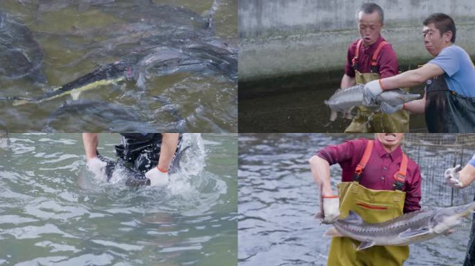 捕鱼水产养鱼渔业冷水养殖中华鲟