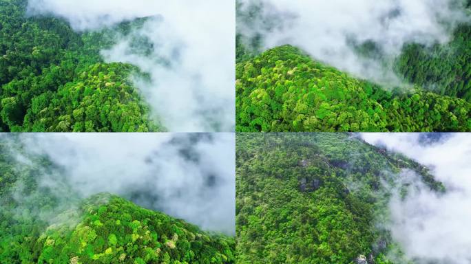 江西庐山自然保护区云海航拍